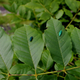 Image for article titled These Decoy Insects Zap the Nasty Bugs That Try to Mate With Them